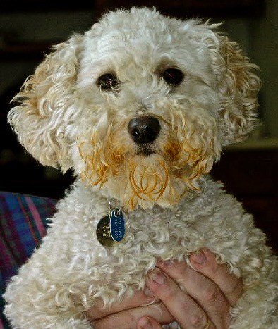 Buffy The Vampire Slayer, mini poodle