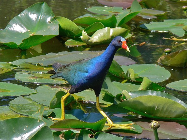 Purple Gallinule