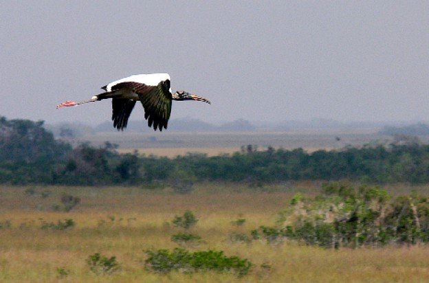 Wood Stork